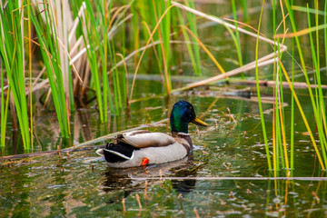 Wild duck in danube delta