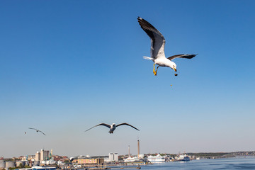 seagull in flight