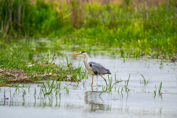 Grey Heron in Delta Danube