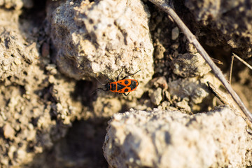 Firefighter beetle on the ground close up