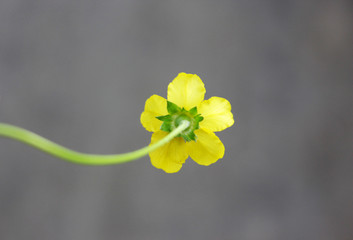 macro photo of yellow field flower on stem