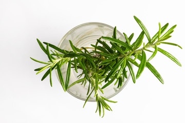 small rosemary plant in a glass vase and white background