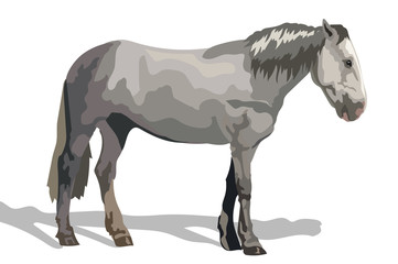 Colorful vector grey horse