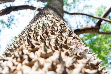 ceiba