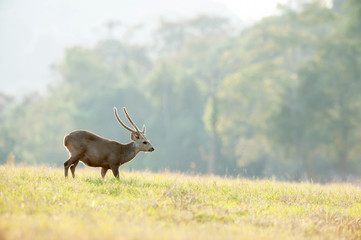 Fototapeta premium A male Hog deer relaxing in the grassland.