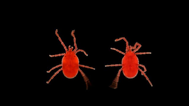 Balaustium species, you can often see it in large numbers on the verandas, concrete paths in spring, he is confused with velvet mite, harmless to humans