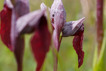 Heart flowered orchid Serapias Cordigera.
