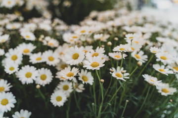 Bunch of daisy flowers, selective focus