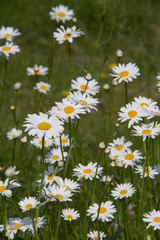 Fototapeta premium Margerite (Leucanthemum vulgare)