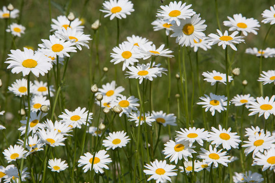 Margerite (Leucanthemum vulgare)