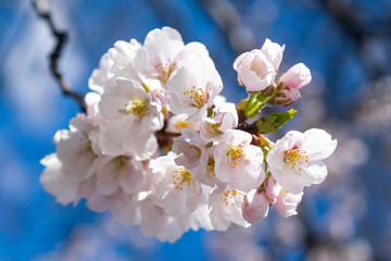 Small white spring flowers bloom on a warm and gentle spring day, against a beautiful blue sky