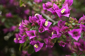 Fototapeta na wymiar Closeup of purple bush flowers in Turkey