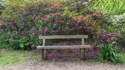 wooden bench in the garden