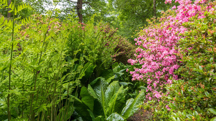  Beautiful  flowers in the garden