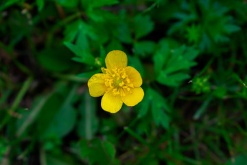Yellow buttercup flowers. Yellow flowers. Buttercup flowers and green grass.