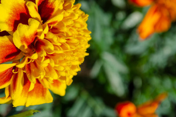 Red yellow French marigold or Tagetes patula flower in summer garden.