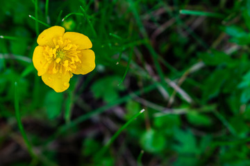 Yellow buttercup flowers. Yellow flowers. Buttercup flowers and green grass.