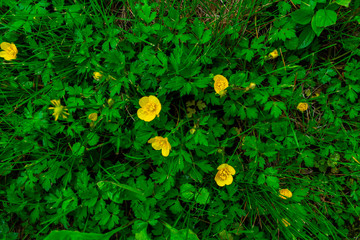 Yellow buttercup flowers. Yellow flowers. Buttercup flowers and green grass.