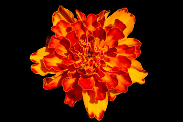 Red yellow French marigold or Tagetes patula flower in summer garden.