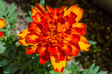 Red yellow French marigold or Tagetes patula flower in summer garden.
