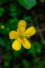Yellow buttercup flowers. Yellow flowers. Buttercup flowers and green grass.