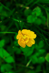 Yellow buttercup flowers. Yellow flowers. Buttercup flowers and green grass.
