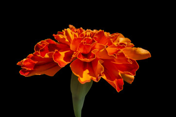 Red yellow French marigold or Tagetes patula flower in summer garden.