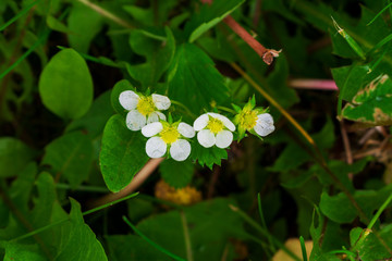 White flower. Wild strawberry flower. Strawberry plant flowers.
