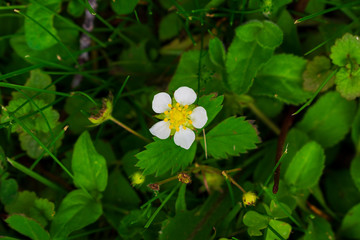 White flower. Wild strawberry flower. Strawberry plant flowers.