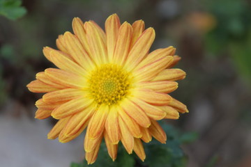 yellow flower