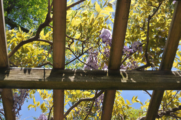 View Through the Pergola