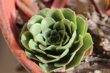 Obraz premium cactus rose