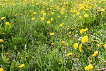 field of yellow dandelions green meadow grass