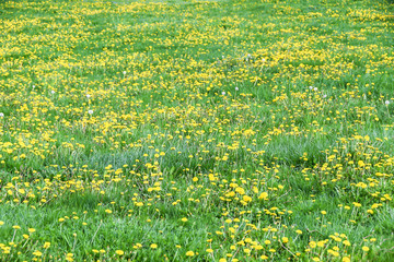 Obraz premium field of yellow dandelions green meadow grass