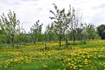 field of yellow dandelions and trees