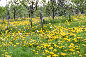 field of yellow dandelions and trees