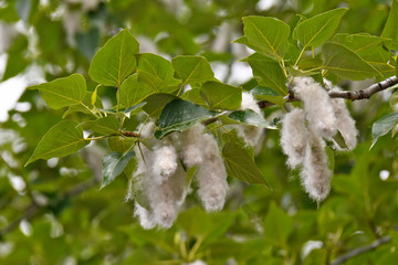 Cottonwood Seed bundles on female tree before taking flight as individual seeds, Central Oregon 