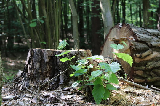 Kampinoski Park Narodowy, Obszar Ochrony Ścisłej "Czarna Woda" - ścięte drzewo