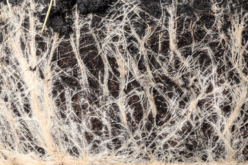 Closeup view of grass roots in soil as background