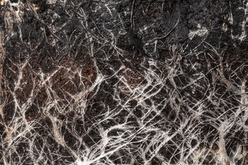 Fototapeta na wymiar Closeup view of grass roots in soil as background
