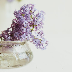 Purple spring lilac flowers still life on white