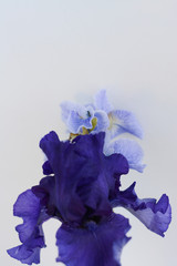 Fototapeta na wymiar Dark blue iris closeup and light blue irises on a white background
