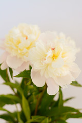 Beautiful bouquet of three white peonies on a light background