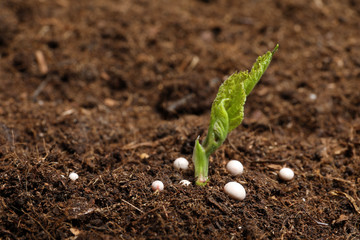 Fresh growing plant and fertilizer on soil, space for text. Gardening time