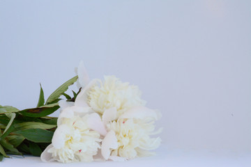  Three white beautiful peonies lie on a white background
