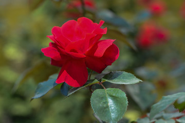 Red beautiful rose on a green flowerbed