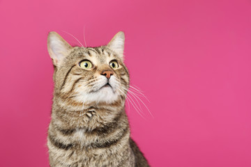 Cute tabby cat on color background, space for text. Friendly pet - obrazy, fototapety, plakaty