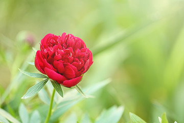 Beautiful bright peony in garden, closeup with space for text. Spring flowers © New Africa