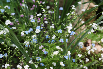 Beautiful tiny forget-me-nots in green garden. Spring flowers