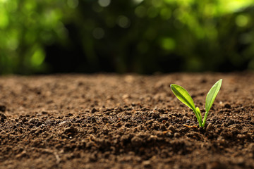 Young plant in fertile soil on blurred background, space for text. Gardening time